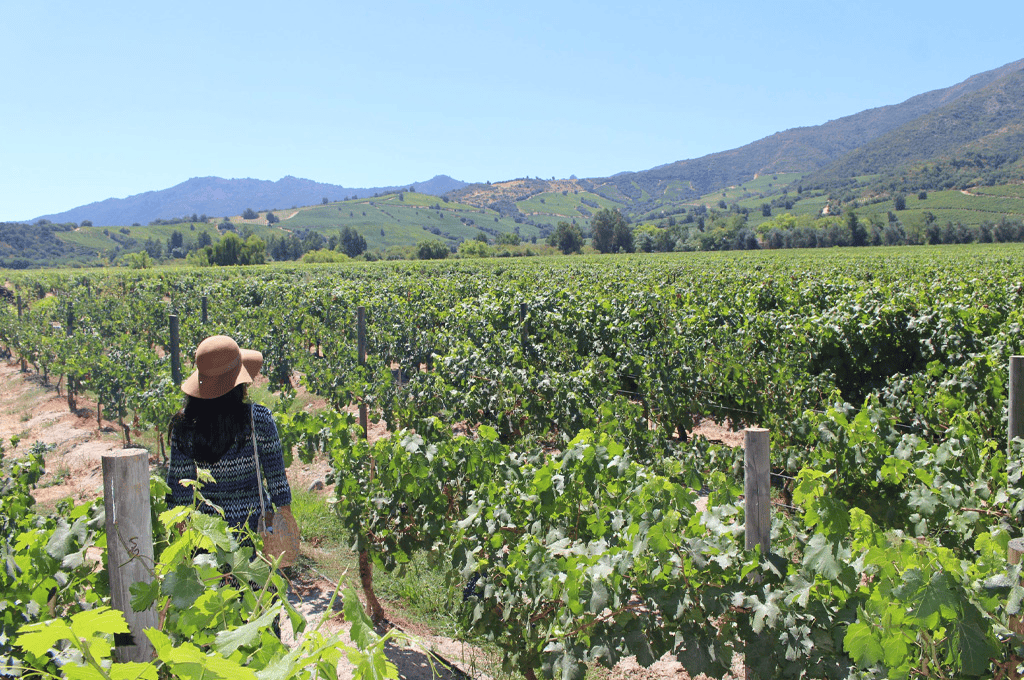 Vale de Colchagua